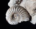 Pleuroceras solare (PHILLIPS 1829) - Bild © FossNet FossilienStore